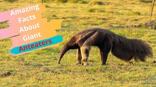 Top 30 Amazing Facts About Giant Anteaters screenshot 4