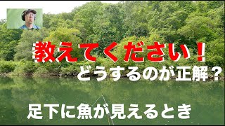 【教えてください】フライ＆ルアーの達人　見えるところに魚がいてフライをみてるときにする正しい行動はなんでしょうか？【第8話】