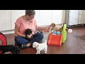 Watch 16 labradoodle puppies play together on You Tube video