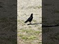 What is this crow crying for? #subscribe