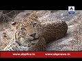 Jungle: Episode 3: Watch man-eaters leopards of Pauri Garhwal