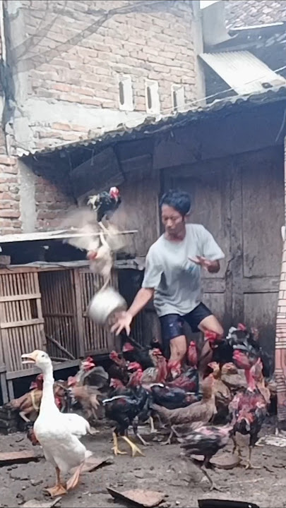 As a farmer, you have to be extra patient when raising free-range chickens at home @supercaktris ...