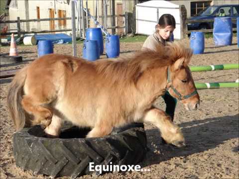 Vidéo: Anémie - Poulains Nouveau-nés - Isoérythrolyse Néonatale équine