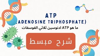 ما هو ATP ادنوسين ثلاثي الفوسفات ATP Adenosine tri phosphate