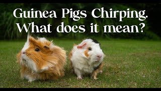 Guinea Pigs Chirping Like a Bird and what it means!