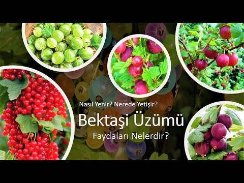 Video: Bektaşi üzümü Turta Açın