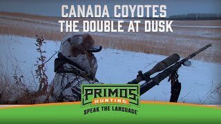 Canada Coyotes: The Double At Dusk