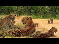 Mother leopard with two cubs at the Yala national park !