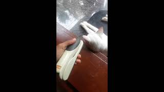 How to wake a deaf cat (only way)