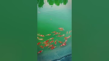 Kinh nghiệm chọn mua cá koi nhật tosai