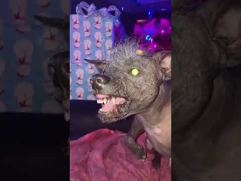 حيوان يسمى الشيب شكله مرعب