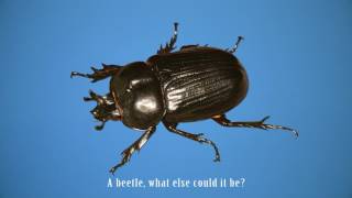 BEETLE by MUT.