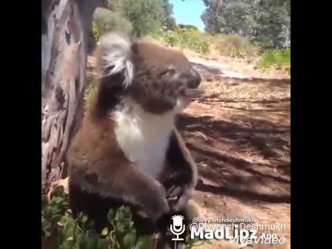 Gavti Madlipz -Koala bana bhikari