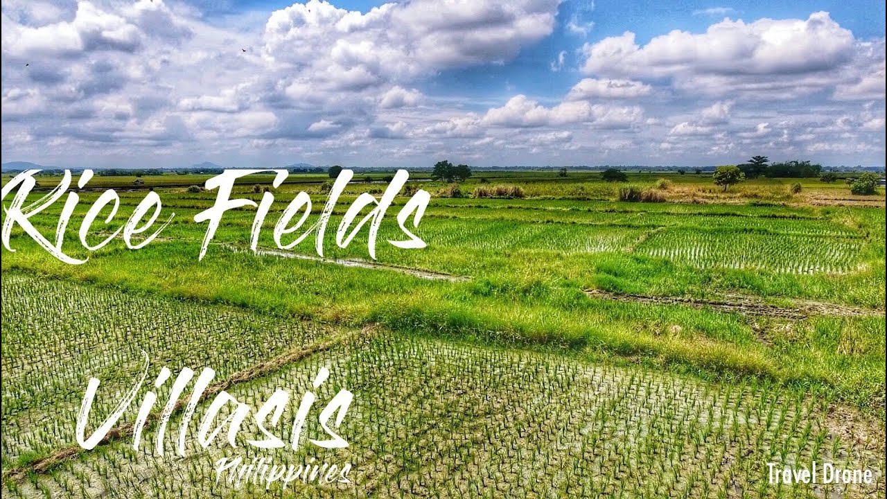 Rice fields Villasis Pangasinan Philippines Travel by Drone 4k YouTube