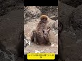 なぜそんなに怖がるの？カラスに怯えるパンチくんが見せた、切なすぎる光景。#パンチくん