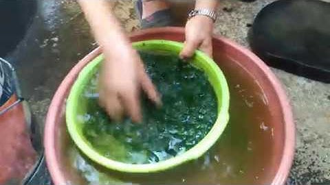 Rêu Đá Món Ăn Ngon Của Dân Tộc Thái Chiềng Đông - Yên Châu - Sơn La - Tây Bắc