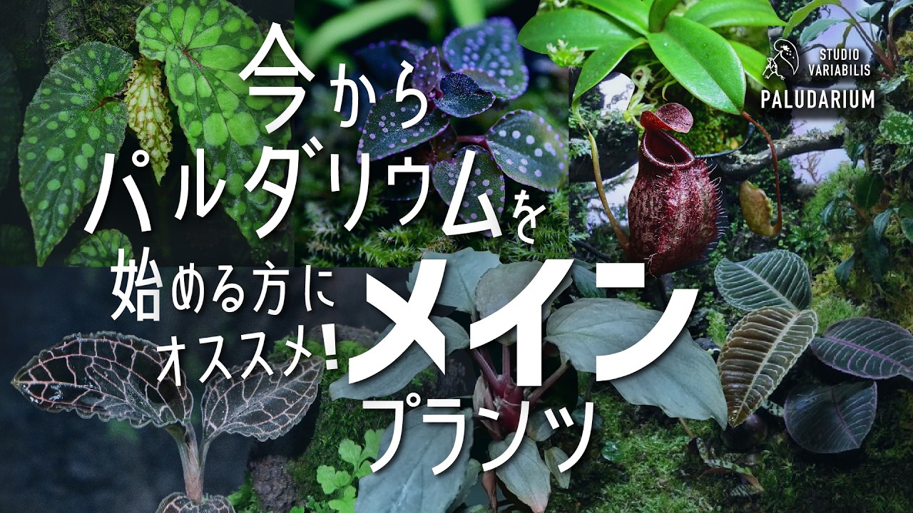 今からパルダリウムを始める為の植物選び ① メインプランツ編