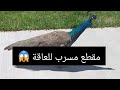 ما مشات حتى دارتها     المقطع المسرب هرس البوز المشوه