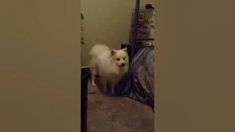 Cute dog
