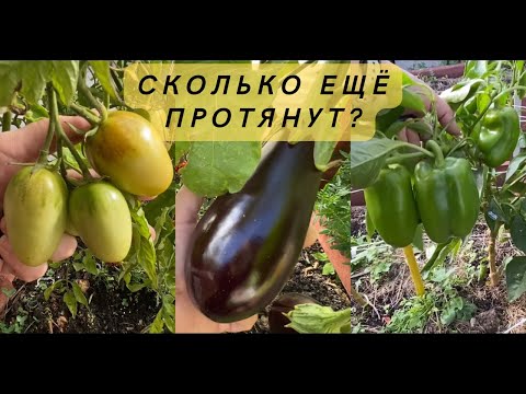 Что с овощами на улице в середине сентября?