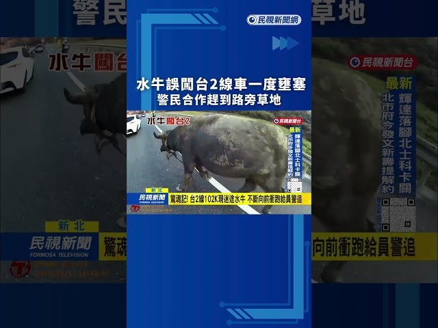 水牛誤闖台2線車流一度壅塞　警民合作趕到路旁草地｜民視新聞｜