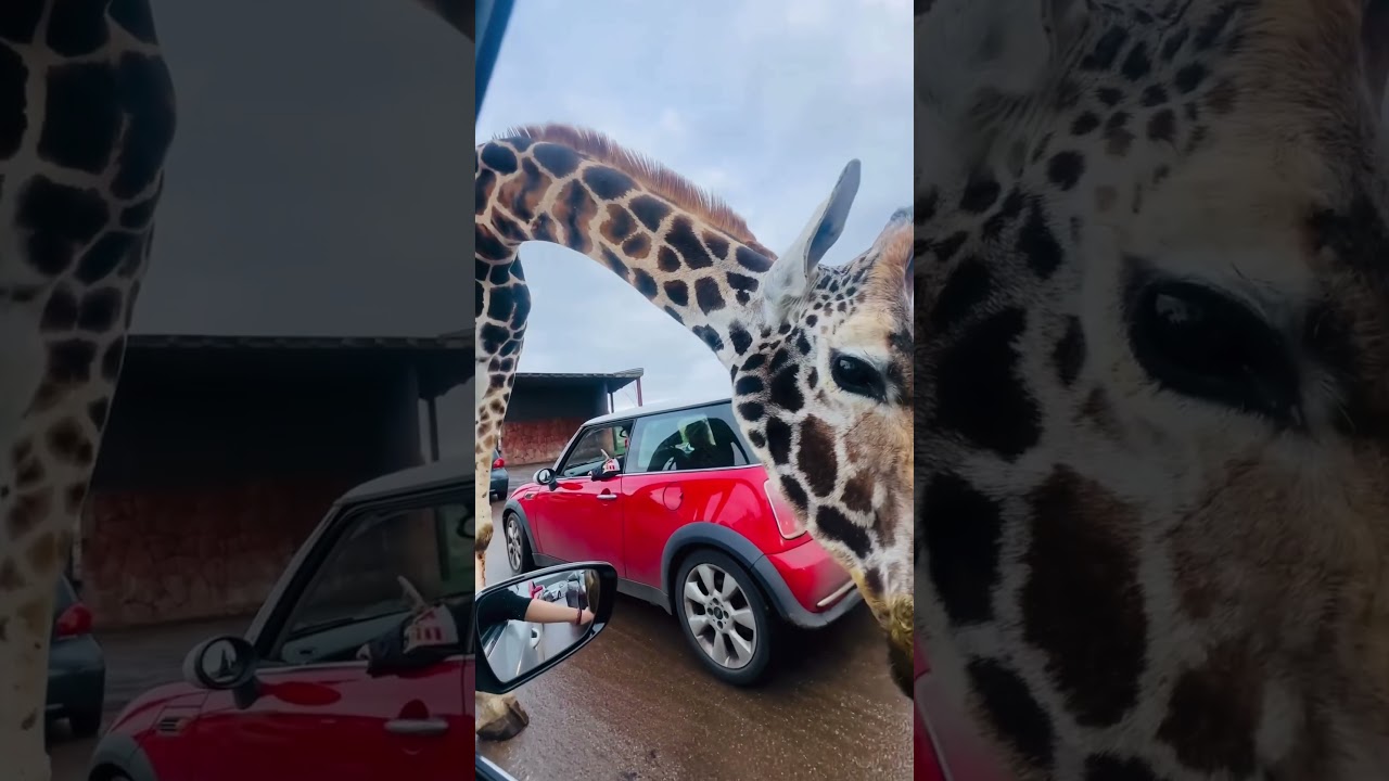 West Midlands Safari Park - Safari Drive 2024  