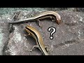トカゲ釣りしてたら2匹のニホントカゲがまさかの行動に！？