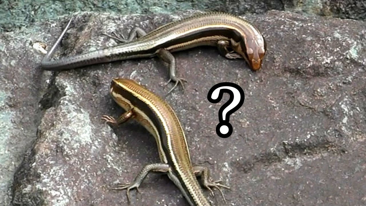 トカゲ釣りしてたら2匹のニホントカゲがまさかの行動に！？