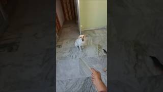 Catching training of my dogs | how to train your dogs to catch biacuits #fuuny #training #dogshorts