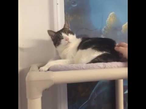 cute cats for sale 10/23/2016 3 pm shelter tour