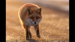 EZO RED FOX(キツネちゃん)　Vol11