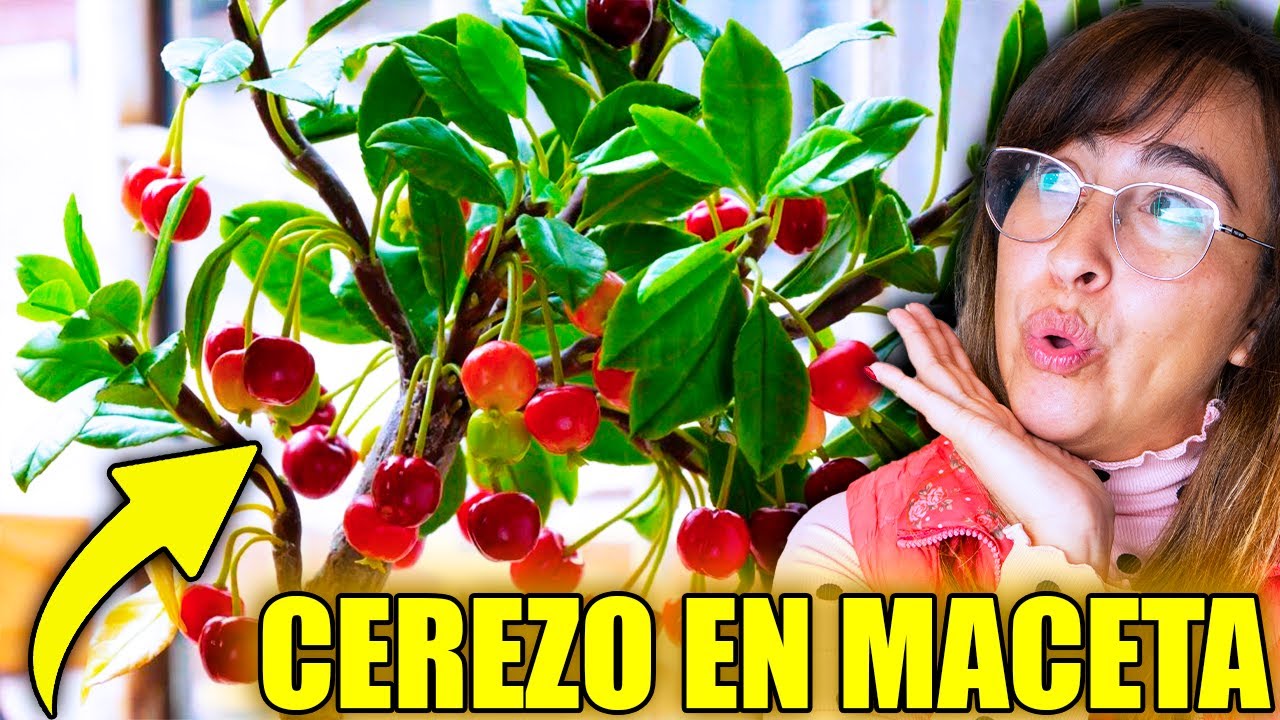 necesario Palacio Arroyo 🍒 CÓMO TENER un ÁRBOL de CEREZA en MACETA 🪴 Con Mucha Cosecha!!! - YouTube
