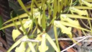 Orquidea  Brassia wagneri