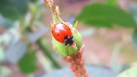 Ladybug Eating Aphid | Organic/Natural Aphids Control on Roses