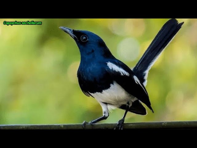 COPSYCHUS SECHELLARUM BIRDS SOUNDS LIKE IN NATURE LOUD CLEAR SOUNDS❗ class=