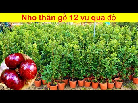 Video Nho thân gỗ bonsai 12 vụ quả đỏ đẹp ăn cực ngon - youtube