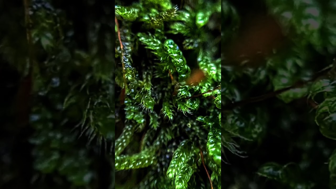 Ultimate Relaxation Moment : Calm Your Mind in Seconds 