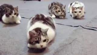 Sneaking Cats