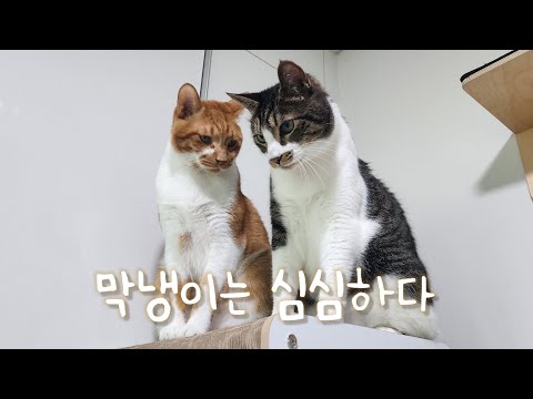 눈에 보이는 모두가 시니의 놀이 대상🤦‍♀