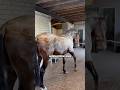 Why Foam Create On Horse Skin 