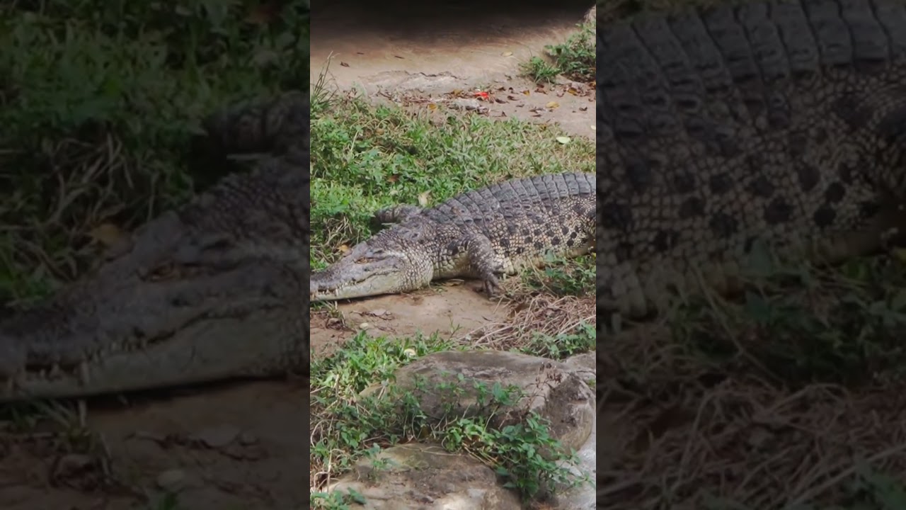 😨 Se COME 200 PERSONAS 🦴 #trending #viral #tiktok #shorts