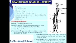 045 Branches of brachial artery