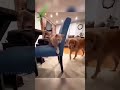 😂 Funniest Animal Video on the Internet!🐶 These Animals Will Make You Laugh Hard!🤣 Cute & Funny pet