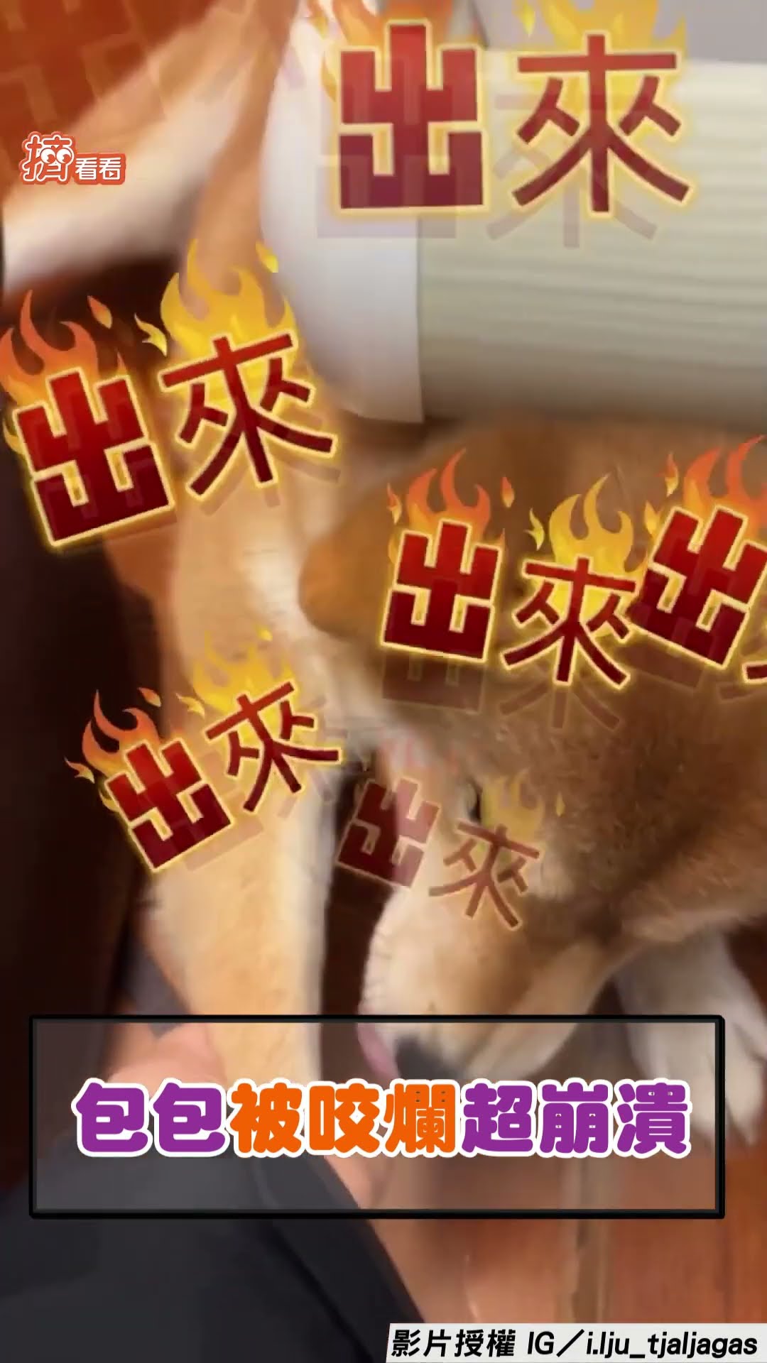 調皮柴咬壞新包包被訓話急躲床下 主人氣瘋怒吼: 你給我出來面對!｜TVBS新聞@TVBSNEWS01