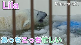Polar Bear plays in two pool 水と氷水２つのプールで弾けるリラ　ホッキョクグマ