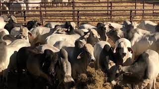 VIVA SALE BULLS