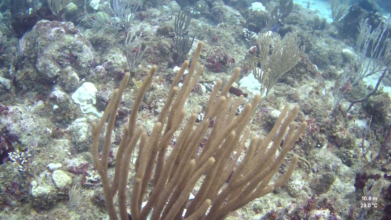 Black sea rod - Diving in St. Croix - October 2023 – Paralenz