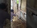 collecting duck eggs