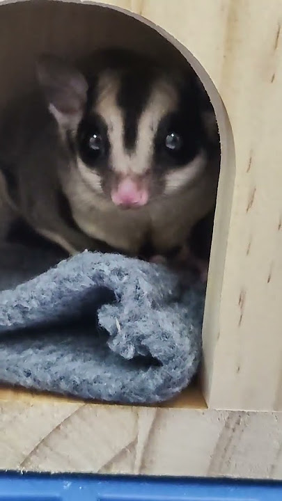 Sugar Glider Sounds Like A Puppy Barking