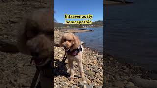 What did he say? #dogshorts #dog #funny #trending #doodle #jokes #laugh #forfun #kidding #cute #reel